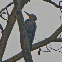 Great Slaty Woodpecker